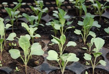 Cambodia Agriculture Marketplace