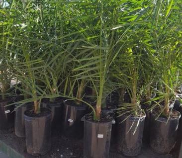 Barhee Tissue Culture