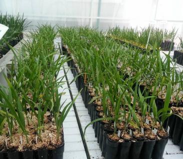 Barhee Tissue culture