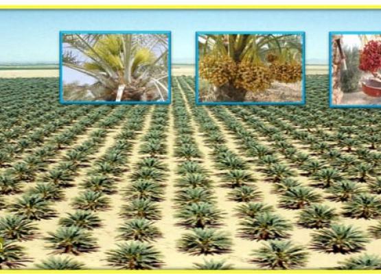 CDPD Co., Ltd. ចាប់ផ្តេីមប្រកាស​លក់សាខាតាមខេត្តទៅទាំង២៤ខេត្ត