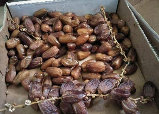 Dates Deglet Nour Fruit 2