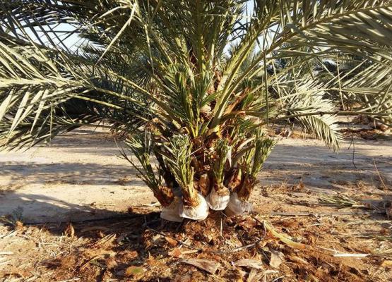 Offshoots (Deglet Nour)