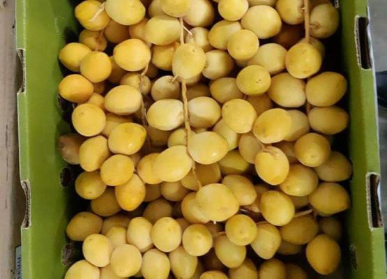 Barhee (Fresh Dates Fruits)