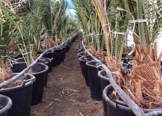 Offshoots (Barhee Tissue Culture)