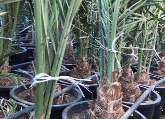 Offshoots (Zaghoul Tissue Culture)